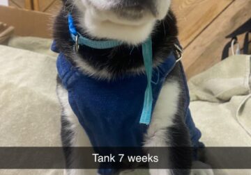 Tank. Husky/Lab puppy