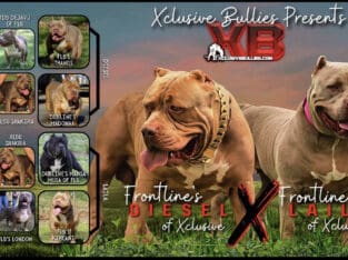 XL BULLY PUPS AVAILABLE