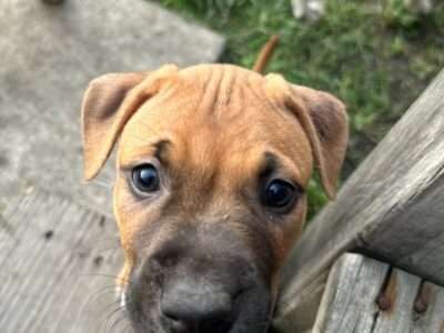 Female Pit bull terrier ( 3 months old )