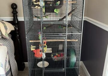 Sugar glider and cage for sale