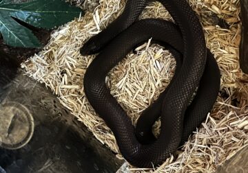 Black Mexican Kingsnake comes with tank + accessor