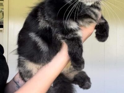 Mainecoon Cat Male Ready to Go