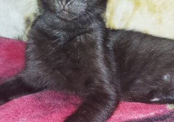 FREE Black Kittens Male & Female