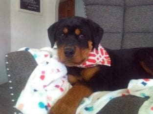 AKC Rottweiler Puppy-Orchid