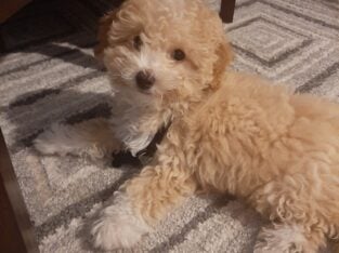 Bichon Poo (small dog -puppy – 4 months old)