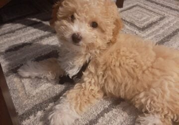 Bichon Poo (small dog – 9 months old)