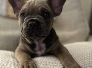 French Bulldog Puppies ***FOR SALE***