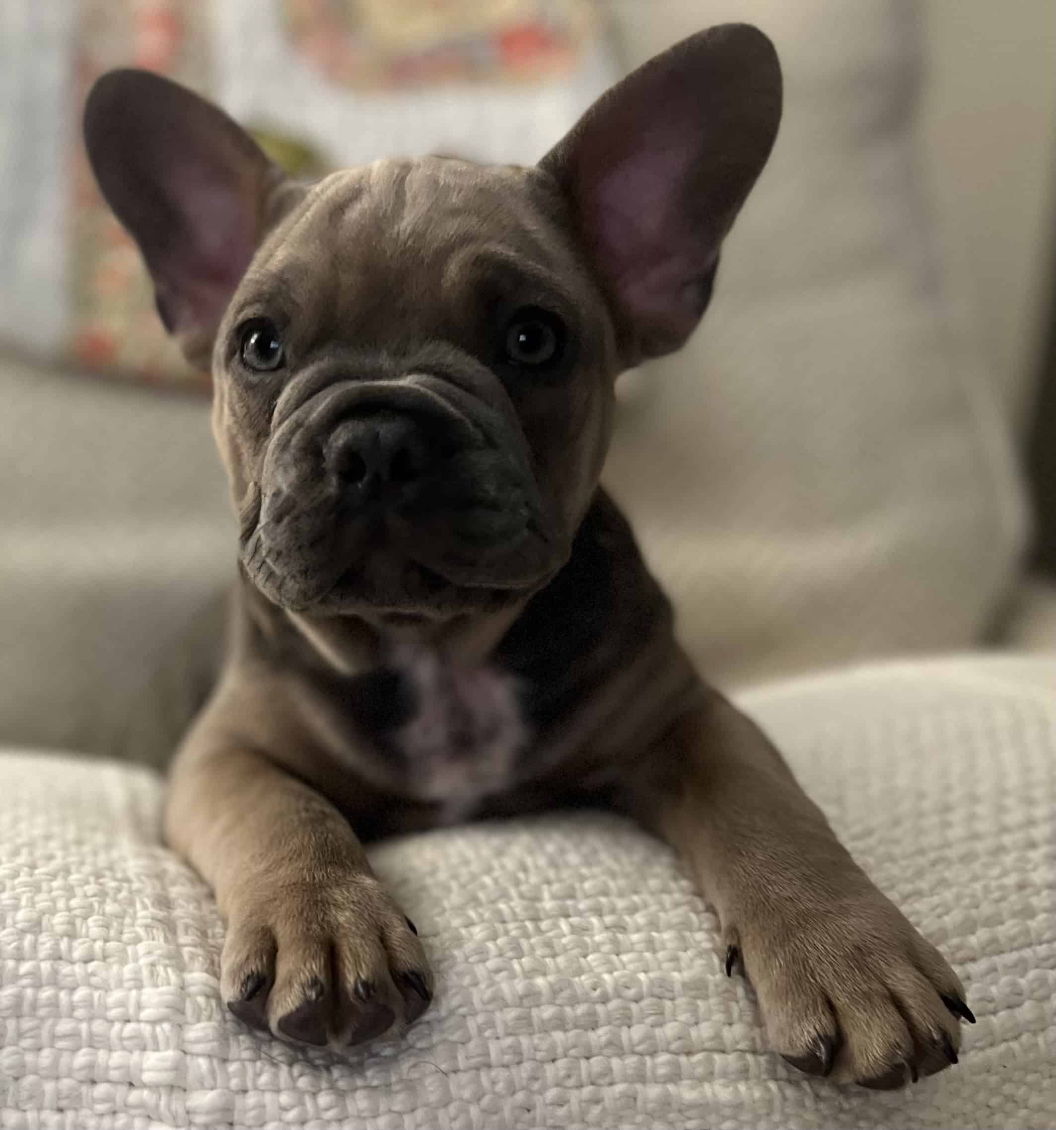 French Bulldog Puppies ***FOR SALE***