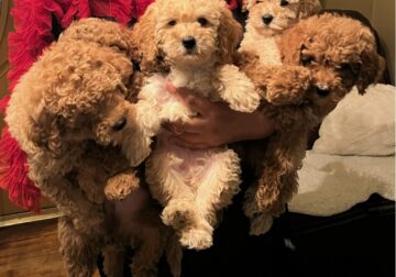 Double doodle puppies