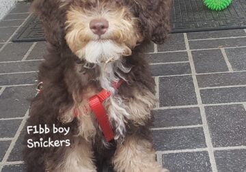 F1bb mini Aussiedoodle Snickers