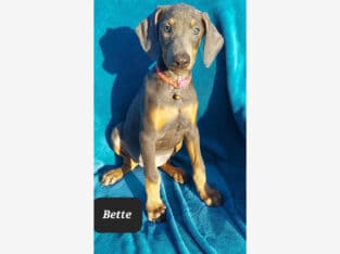 “Bette” Blue Female Doberman Pinscher Puppy