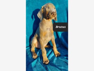 “Brutus” Isabella Fawn Male Doberman Pinscher Pup