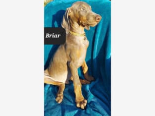 “Briar” Isabella Fawn Male Doberman Pinscher Puppy