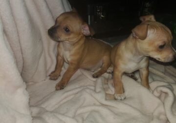 Chihuahua babies