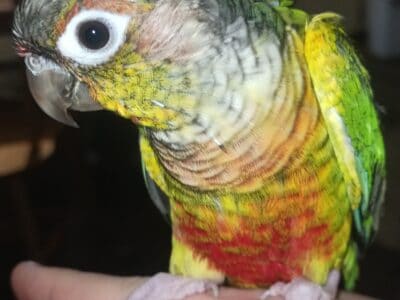 Tame Conures