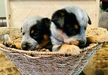 Blue & Red Heeler Puppies