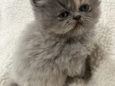 Light grey persian kitten