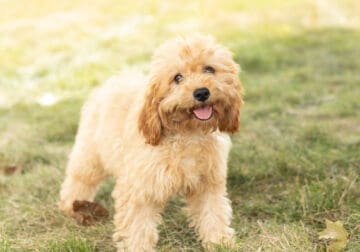 Female Cavapoo puppy in indiana (Lucy)