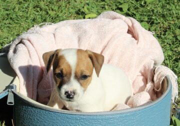 Jack Russell Puppy-Harmony