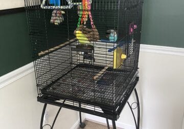 In search of good home for birds