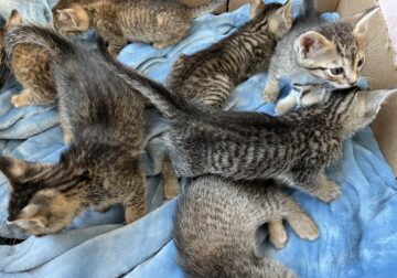 Grey Tabby Kittens