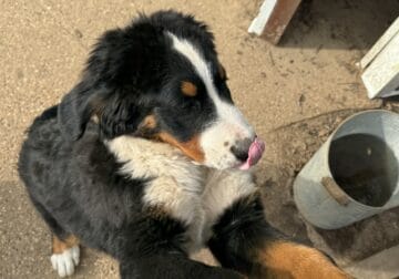AKC registered Bernese Mountain Dogs