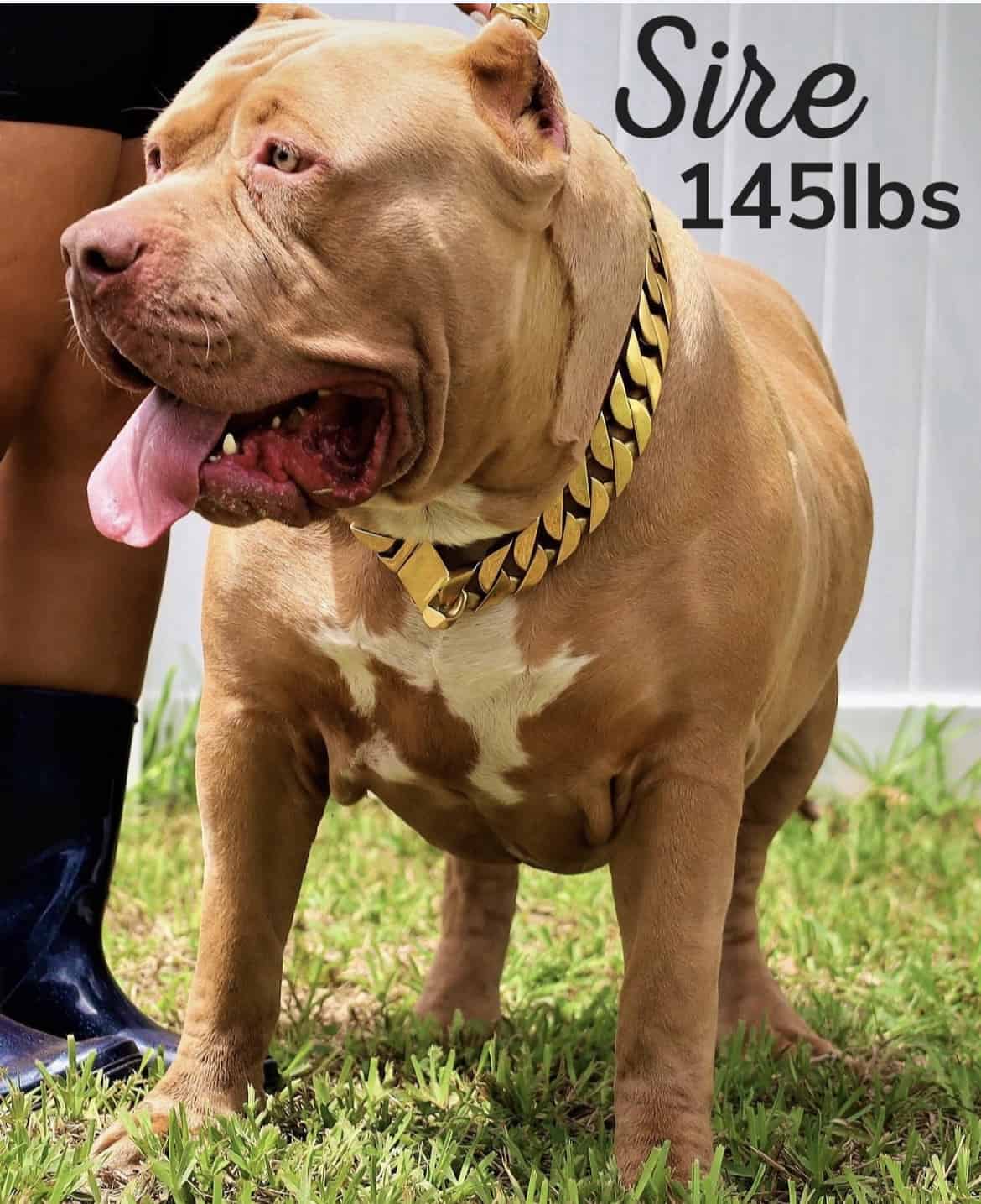 XL BULLY PUPS AVAILABLE
