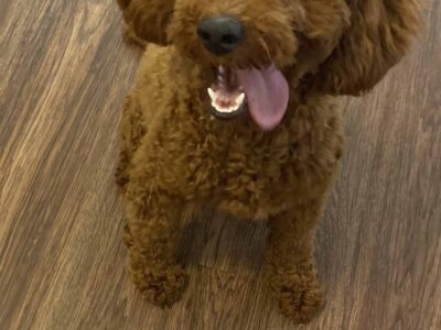 Red Miniature Poodle