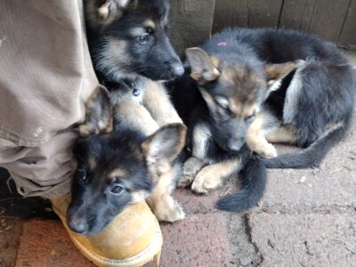 German shepherd puppies litter of 7