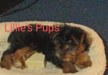 Lillie’s Puppies