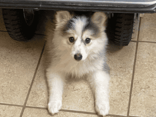 Nala-Pomsky Puppy