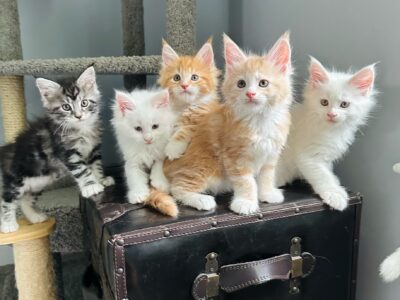 5 Maine Coon Kittens Are Available!!!