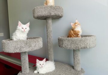 5 Maine Coon Kittens Are Available!!!