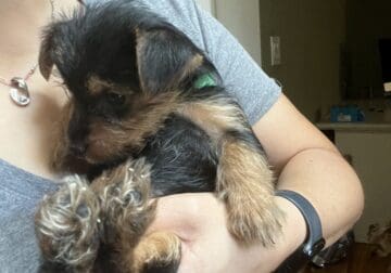 Yorkshire Terrier puppy male