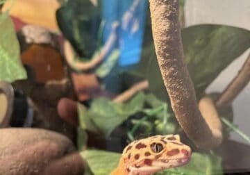Fancy Leopard Gecko with tank and supplies