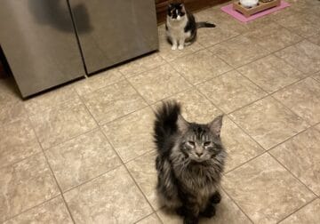 MAINE COON FOR SALE