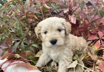 Bordoodle puppies – Great family dogs