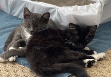 Two Brother Kittens, Dog-Loving, Trained Kittens