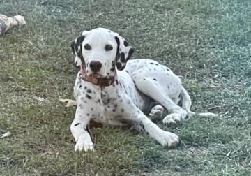 Male Dalmation pup for rehoming