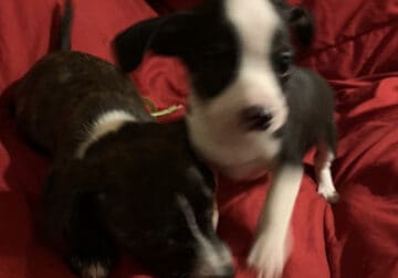 8 wk old male Chihuahuas