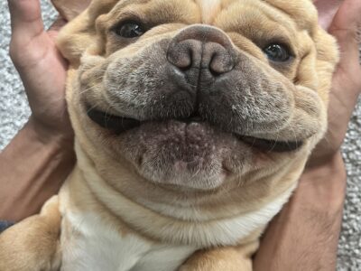 French Bulldog – 2 Years Old