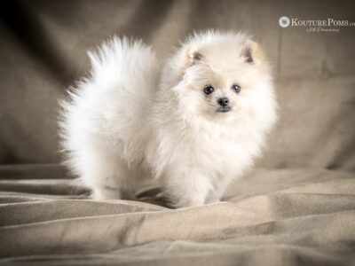 White Pomeranian Boy