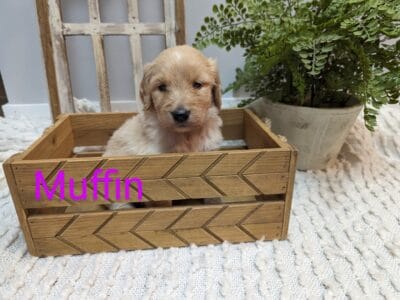 Muffin F1 Goldendoodle