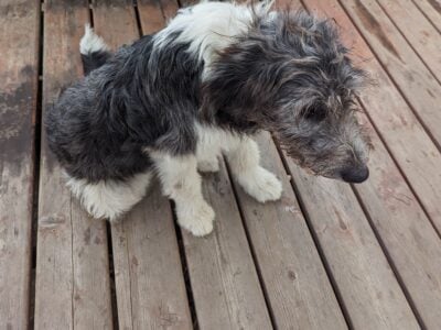 Male mini border collie poodle