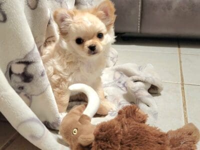Beautiful chihuahua puppy!!