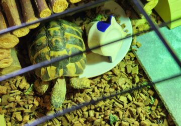 Hermann’s Tortoise with house and all supplies