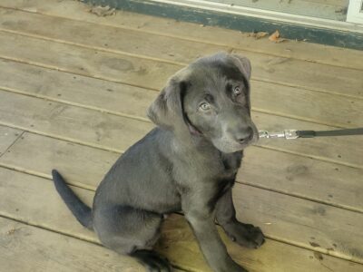 Charcoal lab puppies for sale