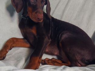 $700 SPECIAL! Gage handsome red male doberman