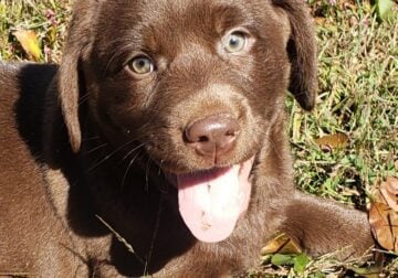 AKC Chocolate Labrador Retriever