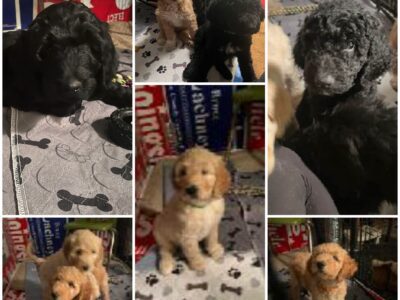 Doodles seeking their forever home